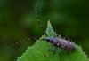 Monochamus sutor