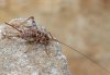 Gryllomorpha dalmatina