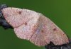 Cyclophora puppillaria