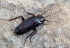 Blatta orientalis