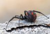 Latrodectus tredecimguttatus