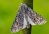 Acronicta aceris