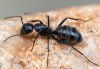 Camponotus vagus