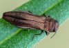 Agrilus cuprescens