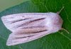 Acronicta albovenosa