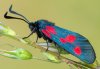 Zygaena viciae