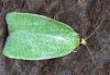 Tortrix viridana