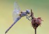 Sympetrum striolatum