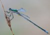 Lestes virens