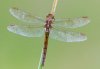 Orthetrum coerulescens