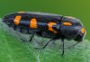 Ptosima undecimmaculata
