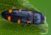 Ptosima undecimmaculata