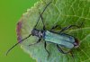 Callimus angulatus