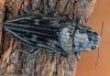 Chalcophora mariana