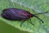 Aglaope infausta