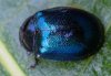 Plagiodera versicolora