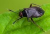 Capsus ater