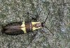 Dasycera oliviella