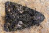 Aedia leucomelas