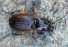 Pterostichus pinguis