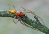Cheiracanthium punctorium