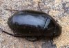 Hydrochara caraboides
