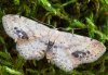 Idaea dimidiata