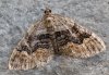 Xanthorhoe quadrifasiata