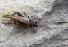Eumodicogryllus bordigalensis