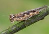 Acrotylus patruelis