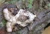 Pseudeustrotia candidula