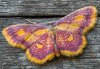 Idaea muricata