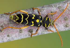 Eichenwidderbock (Plagionotus arcuatus), 04.07.2021, Mechernich