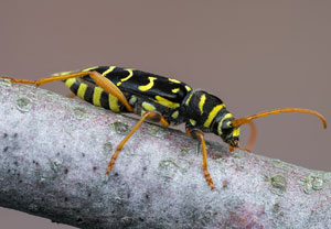 Eichenwidderbock (Plagionotus arcuatus), 04.07.2021, Mechernich