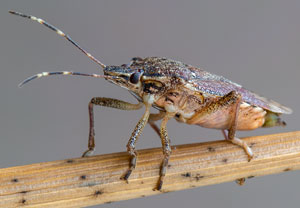 Beerenwanze (Dolycoris baccarum), 23.02.2021, Hürth