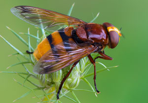 Hornissenschwebfliege (Volucella zonaria), 14.07.2017, Valwig