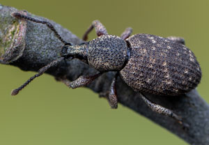 Brauner Lappenrüssler (Otiorhynchus singularis), 21.04.2021, Brühl