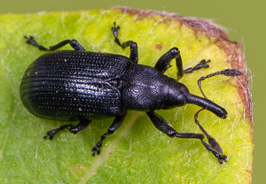 Lärchentriebstecher (Magdalis nitida), 24.05.2021, Altenahr
