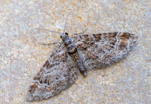 Rotgebänderter Blütenspanner (Gymnoscelis rufifasciata), 28.03.2022, Hürth