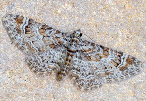 Rotgebänderter Blütenspanner (Gymnoscelis rufifasciata), 28.03.2022, Hürth