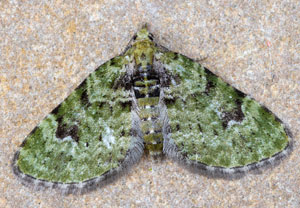 Grüner Blütenspanner (Chloroclystis v-ata), 14.04.2022, Hürth