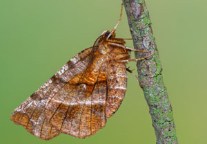 Selenia dentaria