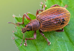 Kupfriger Glanzrüssler (Polydrusus mollis), 01.05.2022, Brühl