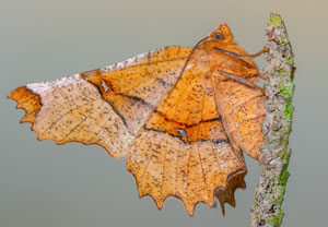 Selenia lunularia