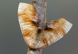 Plagodis dolabraria
