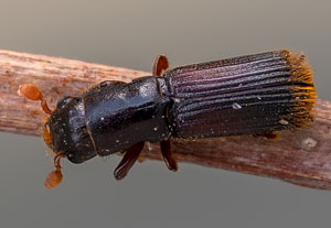 Eichenkernkäfer (Platypus cylindrus), 28.05.2022, Jülich