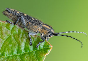 Kleiner Pappelbock (Saperda populnea), 07.06.2022, Nörvenich