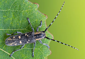Kleiner Pappelbock (Saperda populnea), 06.06.2022, Nörvenich