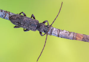 Trichoferus griseus, 18.07.2022, Vir