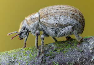 Dünengrasrüssler (Philopedon plagiatum), 20.06.2022, Hamminkeln